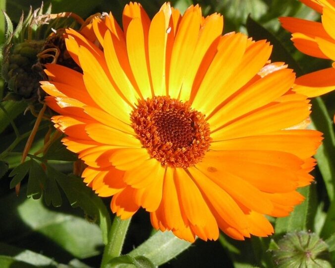 Calendula