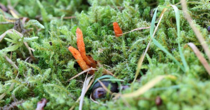 Cordyceps Mushroom