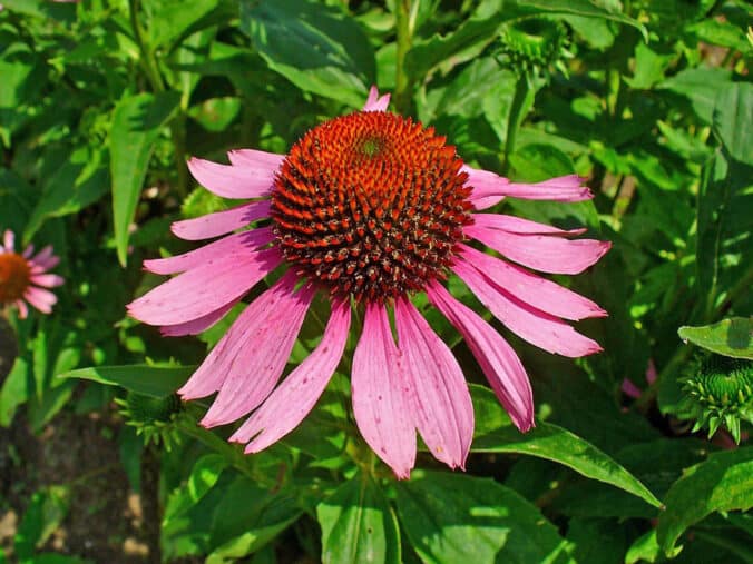 Echinacea