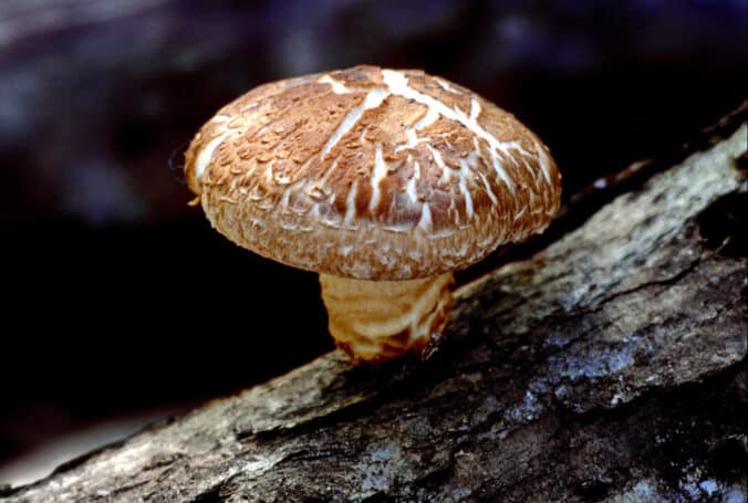 Shiitake Mushroom