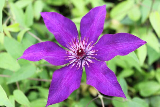 Clematis