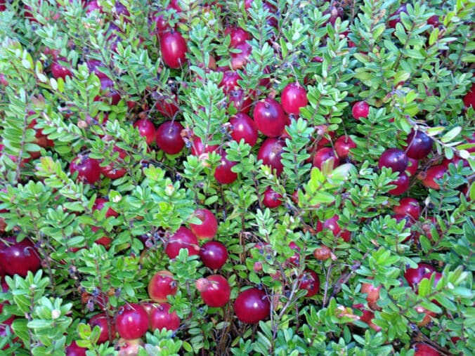 Cranberry