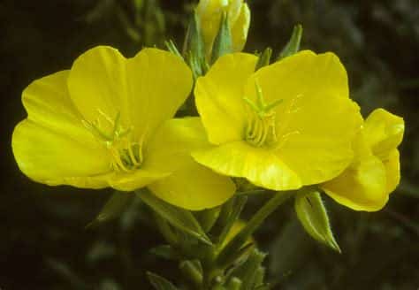 Evening primrose