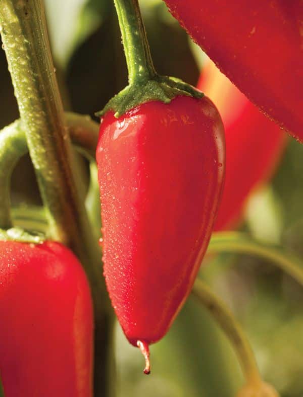 Capsicum Peppers