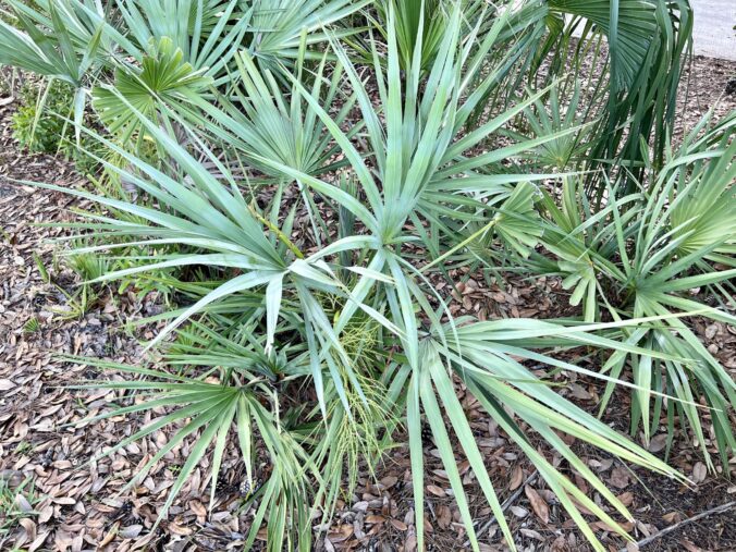 Saw Palmetto