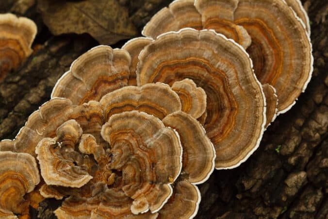 Turkey Tail Mushroom