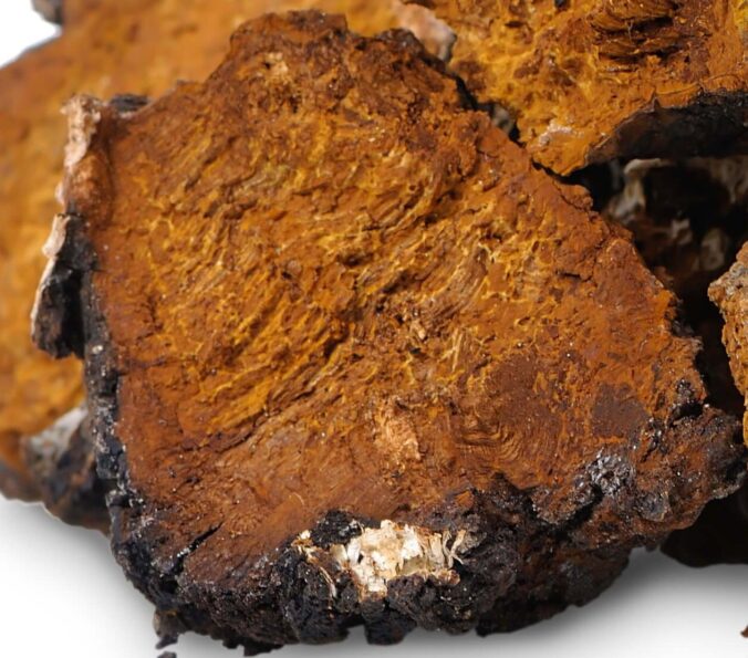 Chaga Mushroom