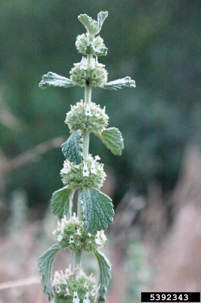 Horehound