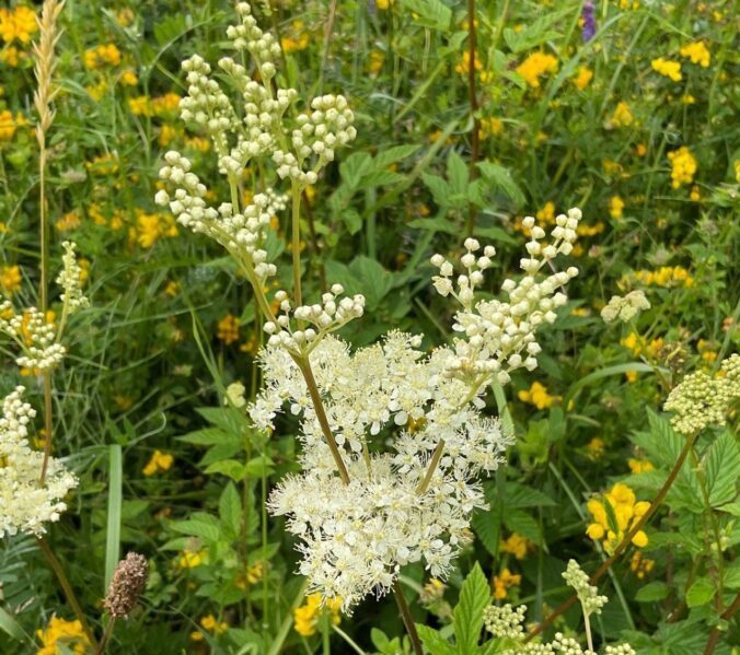 Meadowsweet