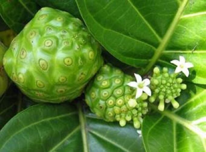 Morinda