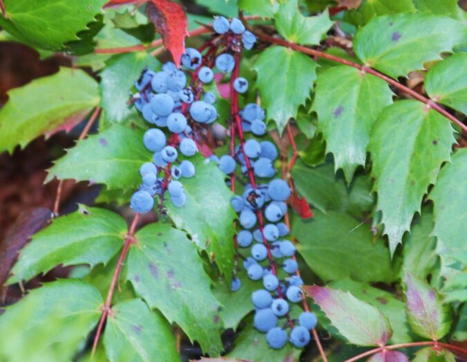 Oregon Grape