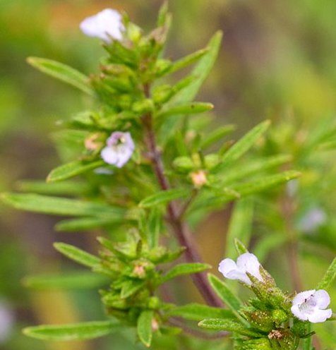 Savory Herb