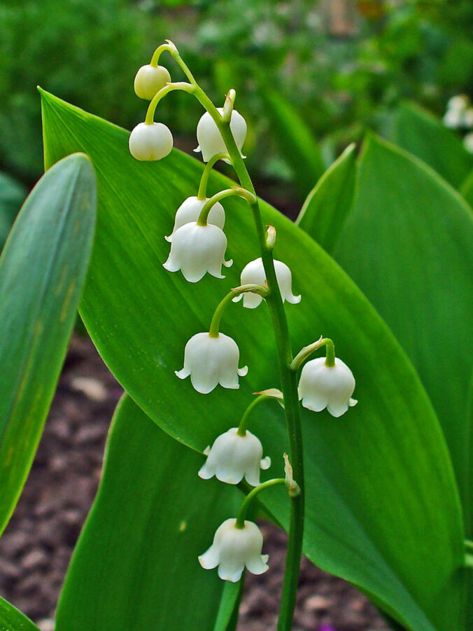 Lilly of the Valley