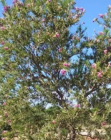 Desert Willow