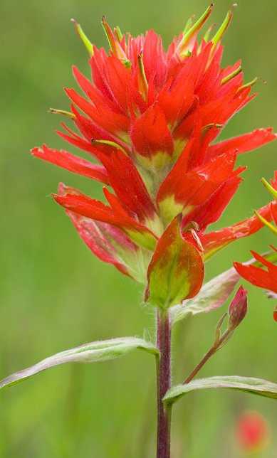 Indian Paintbrush