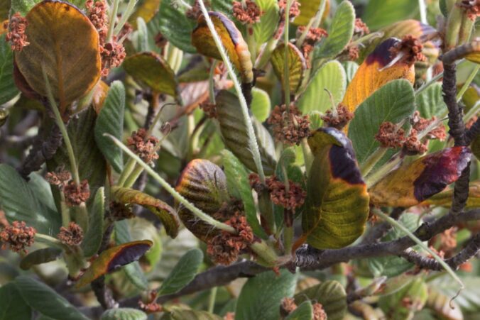 Mountain Mahogany