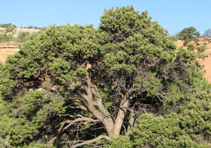 Pinyon Pine