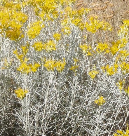 Rabbitbrush a Nevada native herb